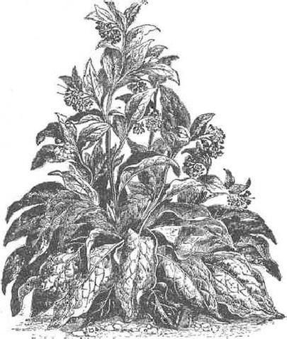 [Thumbnail for russian comfrey.JPG]